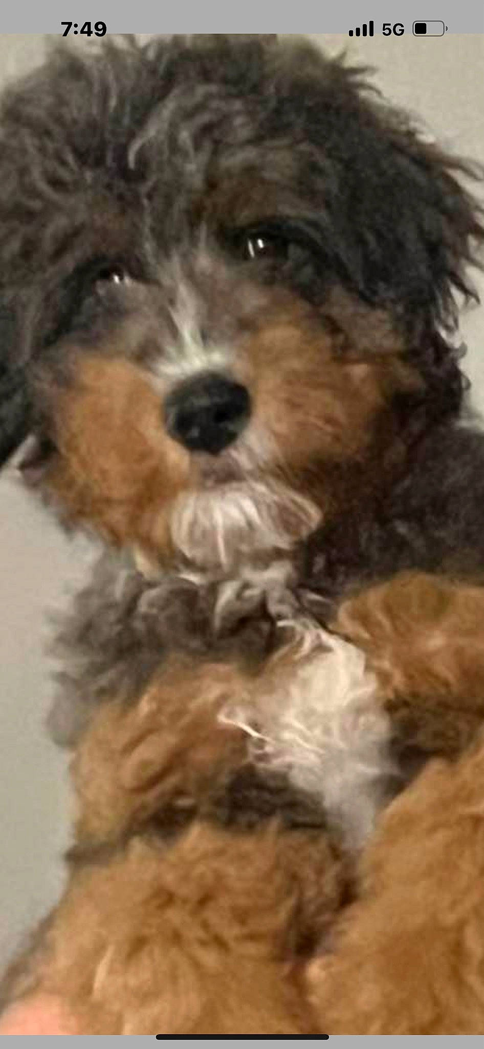 Harley joined the competition — help win amazing prizes! biewer_terrier, canidae, carnivore, companion_dog, dog, dog_breed, fur, liver, maltepoo, non_sporting_group, small_terrier, snout, sporting_group, terrestrial_animal, terrier, toy_dog, water_dog, working_animal, yorkipoo