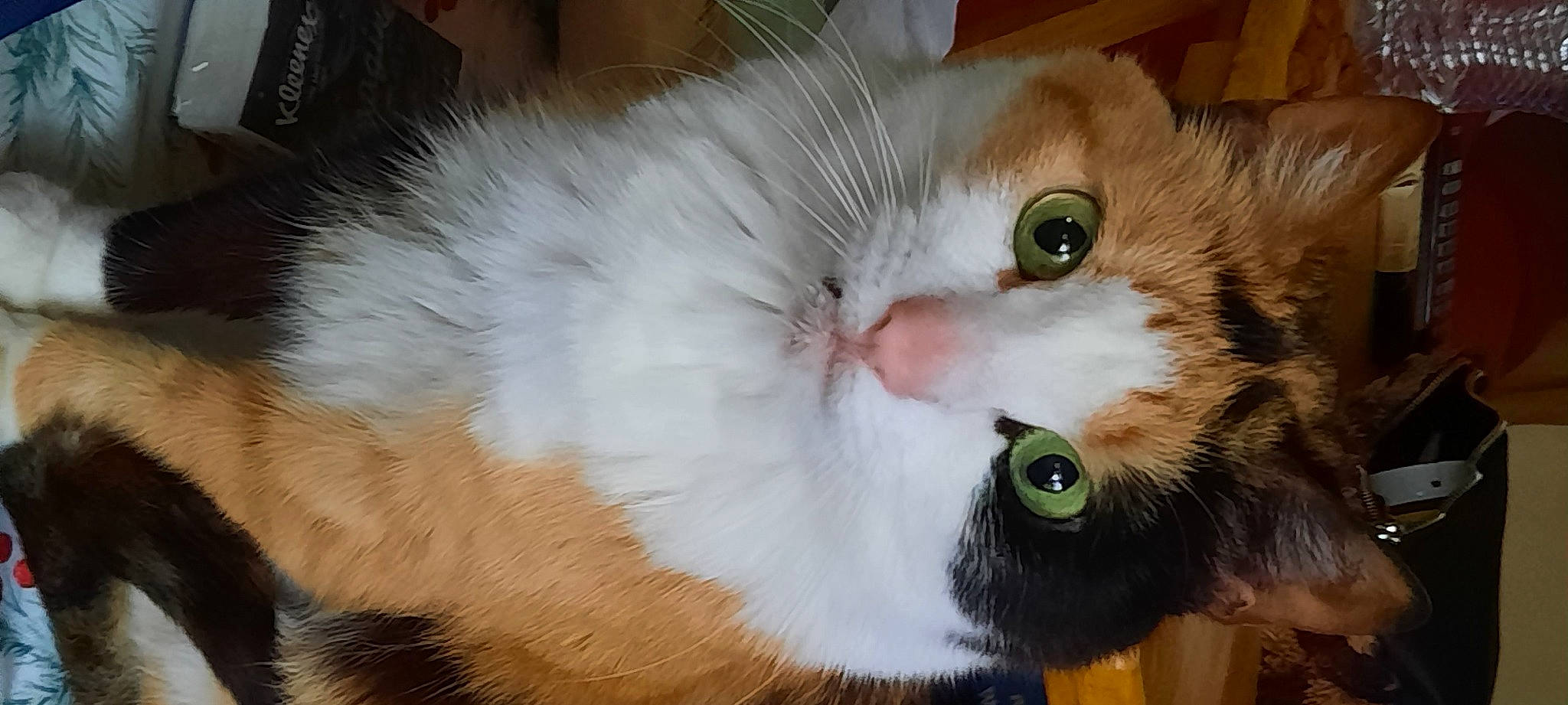 Reeses joined the competition — help win amazing prizes! american_curl, asian_semi_longhair, carnivore, cat, domestic_long_haired_cat, ear, european_shorthair, eye, felidae, fur, iris, mammal, norwegian_forest_cat, nose, ragamuffin, siberian, small_to_medium_sized_cats, snout, tail, whiskers