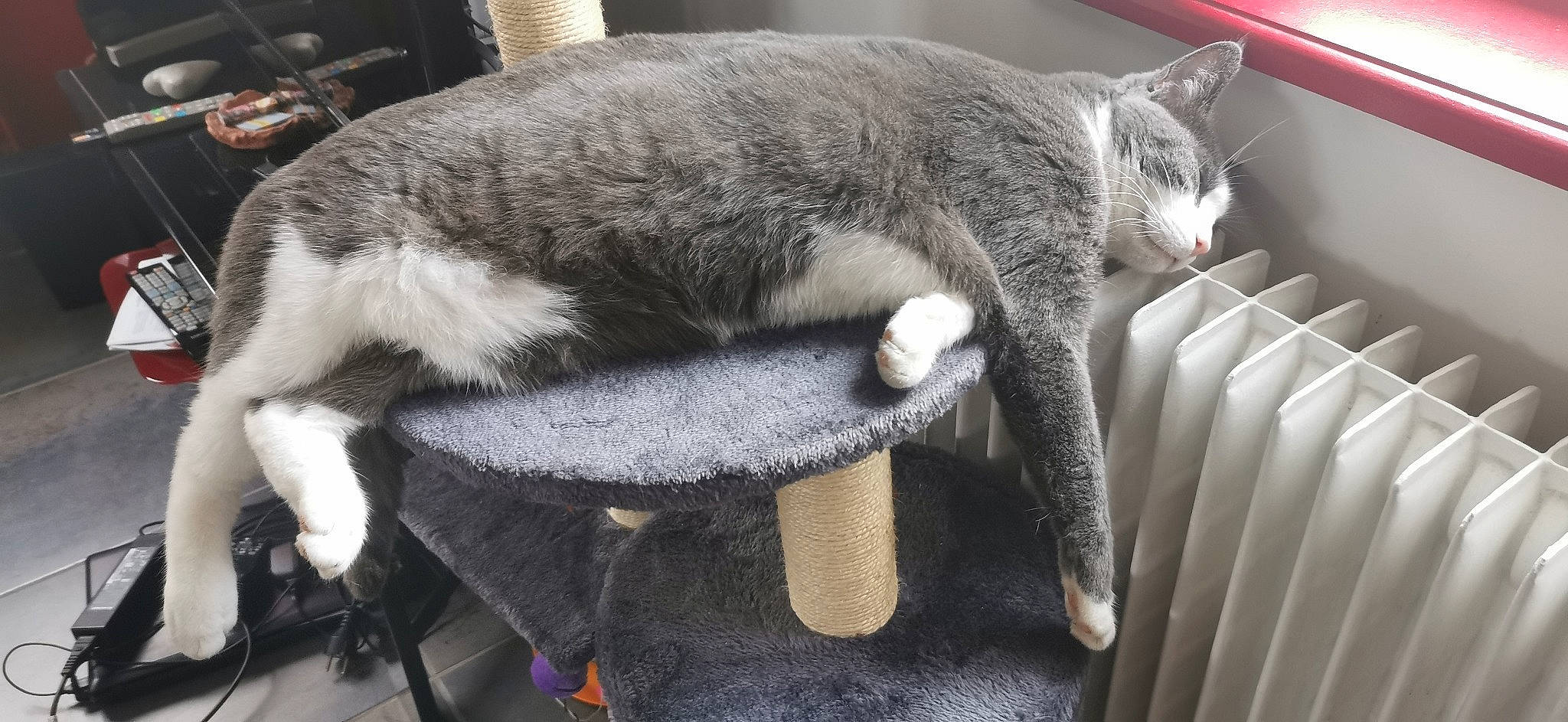 Klaus participe au concours pour gagner de l'argent avec cette photo : carnivore, cat, claw, comfort, domestic_short_haired_cat, felidae, fur, grey, pet_supply, small_to_medium_sized_cats, snout, tail, vertebrate, whiskers