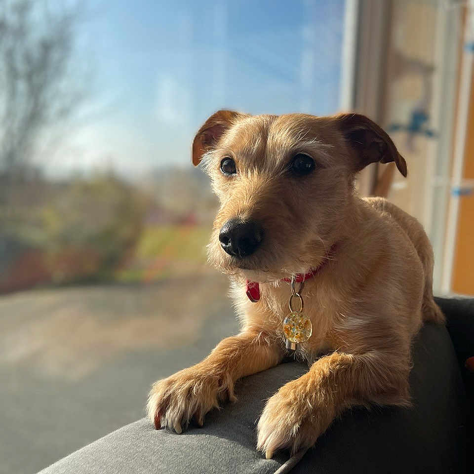 Caramel participe au concours pour gagner de l'argent avec cette photo : accessories, animal, canine, chair, collar, couch, dog, furniture, goldenretriever, hound, jewelry, labradorretriever, leash, necklace, pet, puppy, strap, terrier, whitedog, window