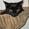 black_cat, cat, pet, animal, feline, yellow_eyes, fur, cozy, hammock, bed, indoor, resting, closeup, face, ears, whiskers, wall, soft_texture, domestic, cute