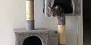 Loulou participe au concours pour gagner de l'argent avec cette photo : cat, tabby_cat, cat_tree, pet_furniture, indoor, tile_floor, blanket, curious, animal, feline, cozy, cubby, gray, home, domestic_cat, resting_place, household, play_structure, wall, floor