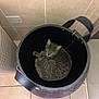 cat, tabby, basket, indoor, floor, tile, pet, animal, cozy, curled_up, looking_up, green_eyes, black_basket, container, domestic, feline, resting, cute, quiet, home