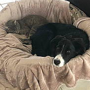 Loulou participe au concours pour gagner de l'argent avec cette photo : cat, dog, pet_bed, sleeping_cat, puppy, black_and_white_dog, gray_cat, indoor, tile_floor, leather_couch, snuggling, cozy, resting, domestic_animals, furry_friends, relaxation, household, animal_companions, cute, pet