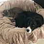 cat, dog, pet_bed, sleeping_cat, puppy, black_and_white_dog, gray_cat, indoor, tile_floor, leather_couch, snuggling, cozy, resting, domestic_animals, furry_friends, relaxation, household, animal_companions, cute, pet