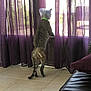 cat, cone, curious, indoor, purple_curtains, tile_floor, bandage, window, standing, pet, domestic_animal, feline, looking_out, sunlight, living_room, furniture, couch, home, curtain, shadow