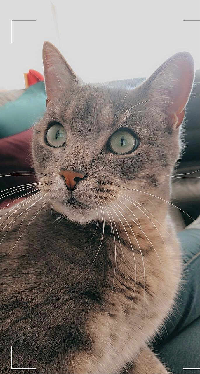 Loulou