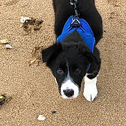 Cooky participe au concours pour gagner de l'argent avec cette photo : puppy, dog, beach, sand, blue_harness, black_and_white, paw_prints, shells, pet, animal, cute, young_dog, outdoor, looking_up, canine, leash, playful, small_dog, adorable, walking