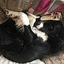 Cooky participe au concours pour gagner de l'argent avec cette photo : dog, black_and_white, pet_bed, curled_up, relaxed, cozy, fur, paw, sleeping, indoor, cute, animal, companion, rest, bed, comfort, close_up, portrait, domestic_animal, snug