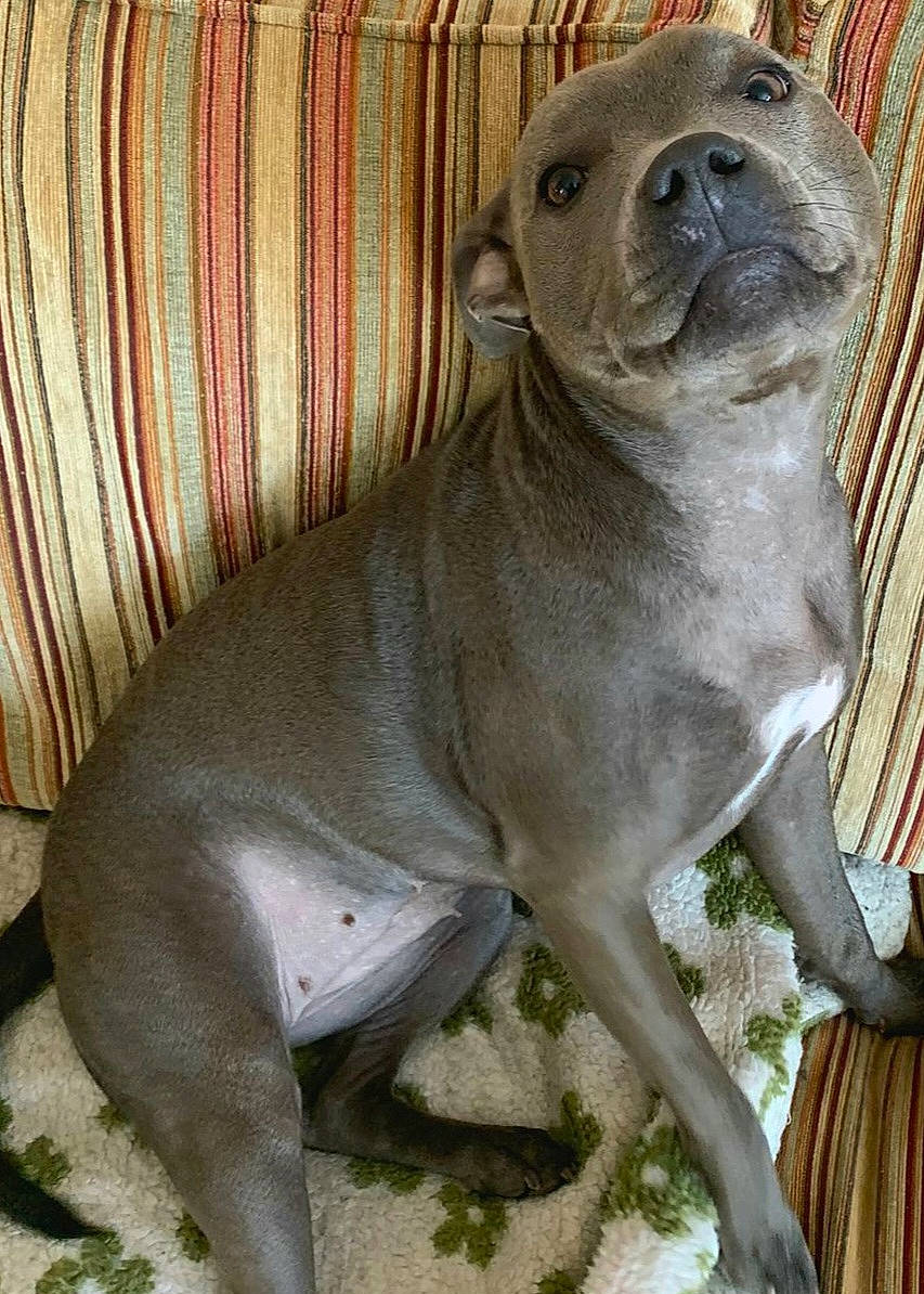 Florence is registered to the contest to win money with this photo: animal, ball, blanket, boxer, bulldog, canine, couch, cushion, dog, frenchbulldog, furniture, homedecor, indoors, interiordesign, person, pet, pitbull, puppy, sleeping, snout