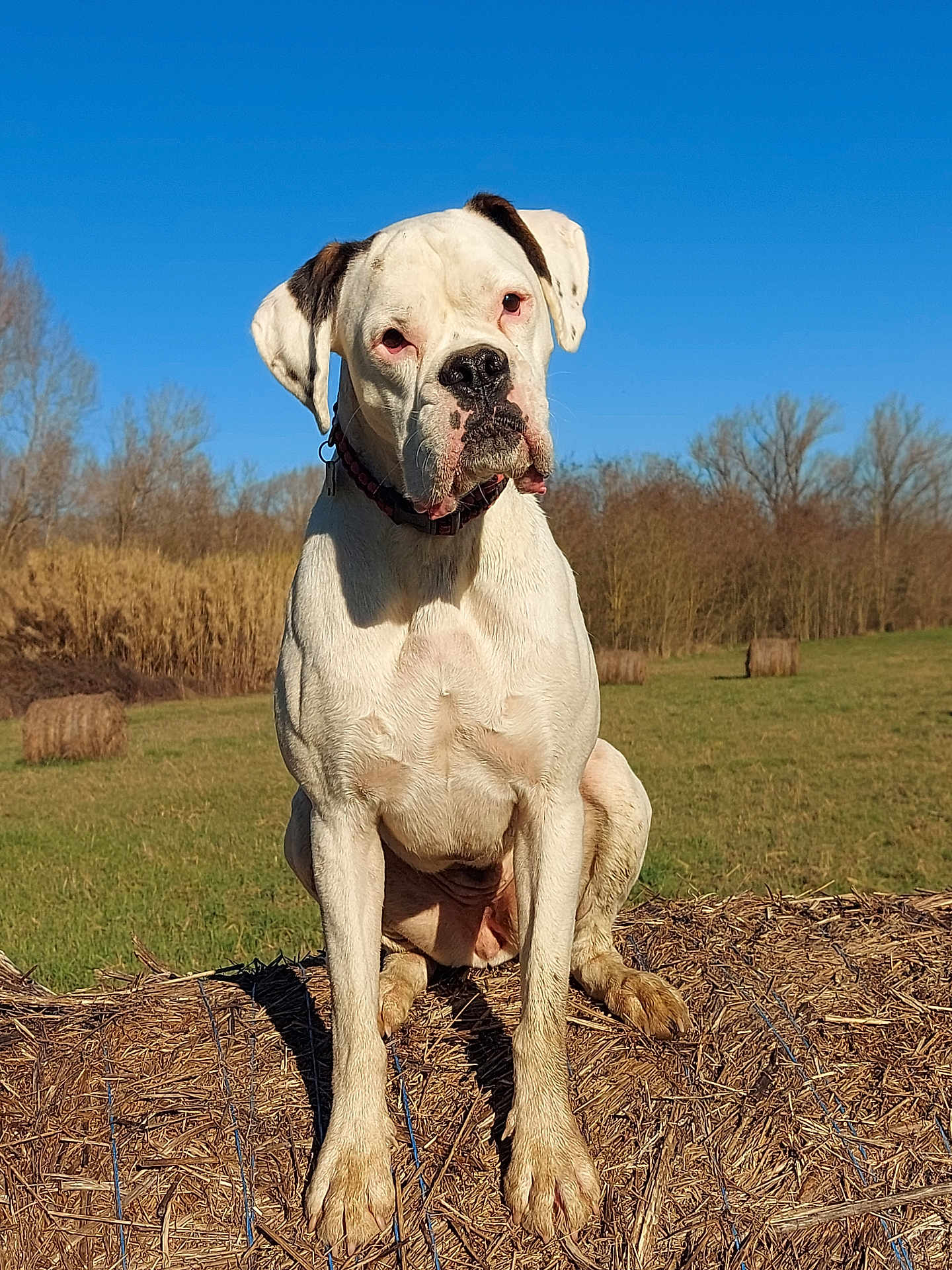 Tékila participe au concours pour gagner de l'argent avec cette photo : dog, white_dog, outdoor, hay_bale, field, grass, blue_sky, sunny, animal, pet, mammal, collar, ears, face, nature, rural, sitting, daytime, expression, portrait