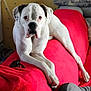 Tékila participe au concours pour gagner de l'argent avec cette photo : dog, white_dog, black_spots, lounge, red_couch, indoor, pet, relaxed, long_legs, canine, furniture, home, resting, animal, portrait, cute, domestic, companion, living_room, spot
