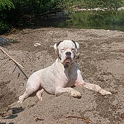 Tékila a rejoint le concours — aidez-le/la à gagner de superbes lots ! dog, white_dog, outdoor, riverbank, sand, relaxed, sunlight, nature, trees, water, animal, pet, canine, summer, resting, quiet, peaceful, brown_ears, daytime, landscape
