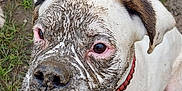 Tékila a rejoint le concours — aidez-le/la à gagner de superbes lots ! dog, mud, white_dog, collar, outdoor, grass, muddy_ground, closeup, pet, animal, face, ears, nose, eyes, dirty, playful, canine, fur, nature, looking_up