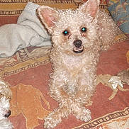Snoupy participe au concours pour gagner de l'argent avec cette photo :