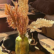 Arkhann a rejoint le concours — aidez-le/la à gagner de superbes lots ! animal, black_and_white, brown_cushion, couch, cozy, curious, decor, dog, dried_flowers, foliage, home_interior, indoor, laying_down, natural_light, pet, relaxing, rug, shadow, sunlight, vase