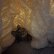 Zelda joined the competition — help win amazing prizes! animal, blanket, cat, comfort, cozy, curious, cushion, eyes, face, fur, furry, hideout, indoor, pet, relaxation, resting, soft_texture, tabby_cat, warm_light, whiskers