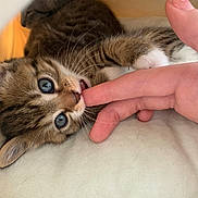 Gunky joined the competition — help win amazing prizes! animal, blue_eyes, cat, close_up, cushion, cute, finger, fur, human_hand, indoor, kitten, nibble, paw, pet, playful, resting, small, soft, whiskers, young