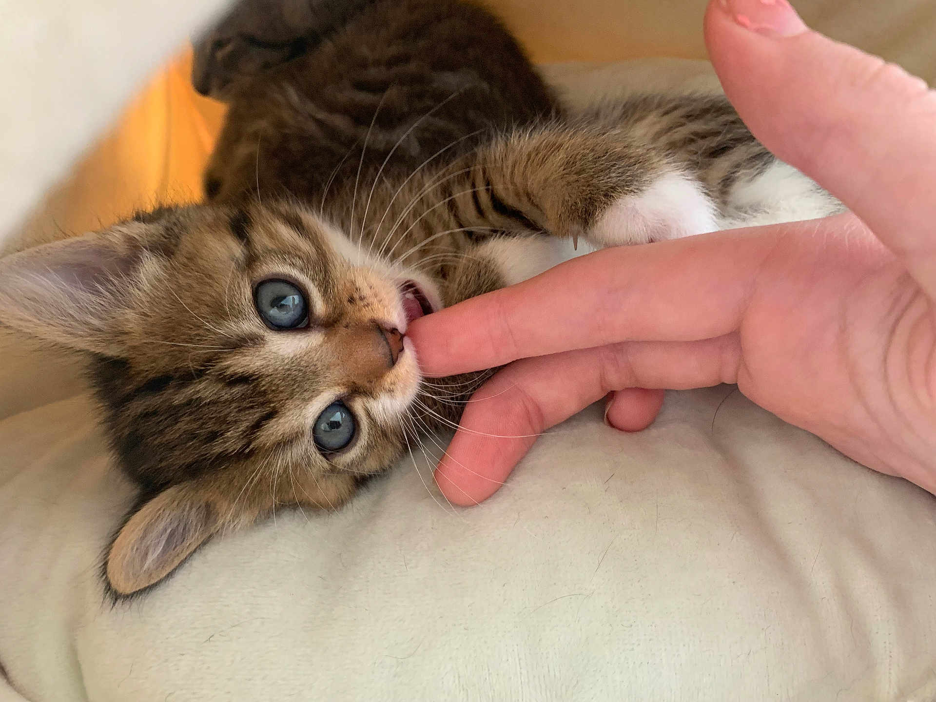 Gunky joined the competition — help win amazing prizes! animal, blue_eyes, cat, close_up, cushion, cute, finger, fur, human_hand, indoor, kitten, nibble, paw, pet, playful, resting, small, soft, whiskers, young