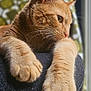 cat, ginger_cat, close_up, paws, whiskers, feline, pet, relaxed, indoor, soft_fur, portrait, mammal, animal, domestic_cat, resting, curious, seated, side_view, warm_colors, cozy