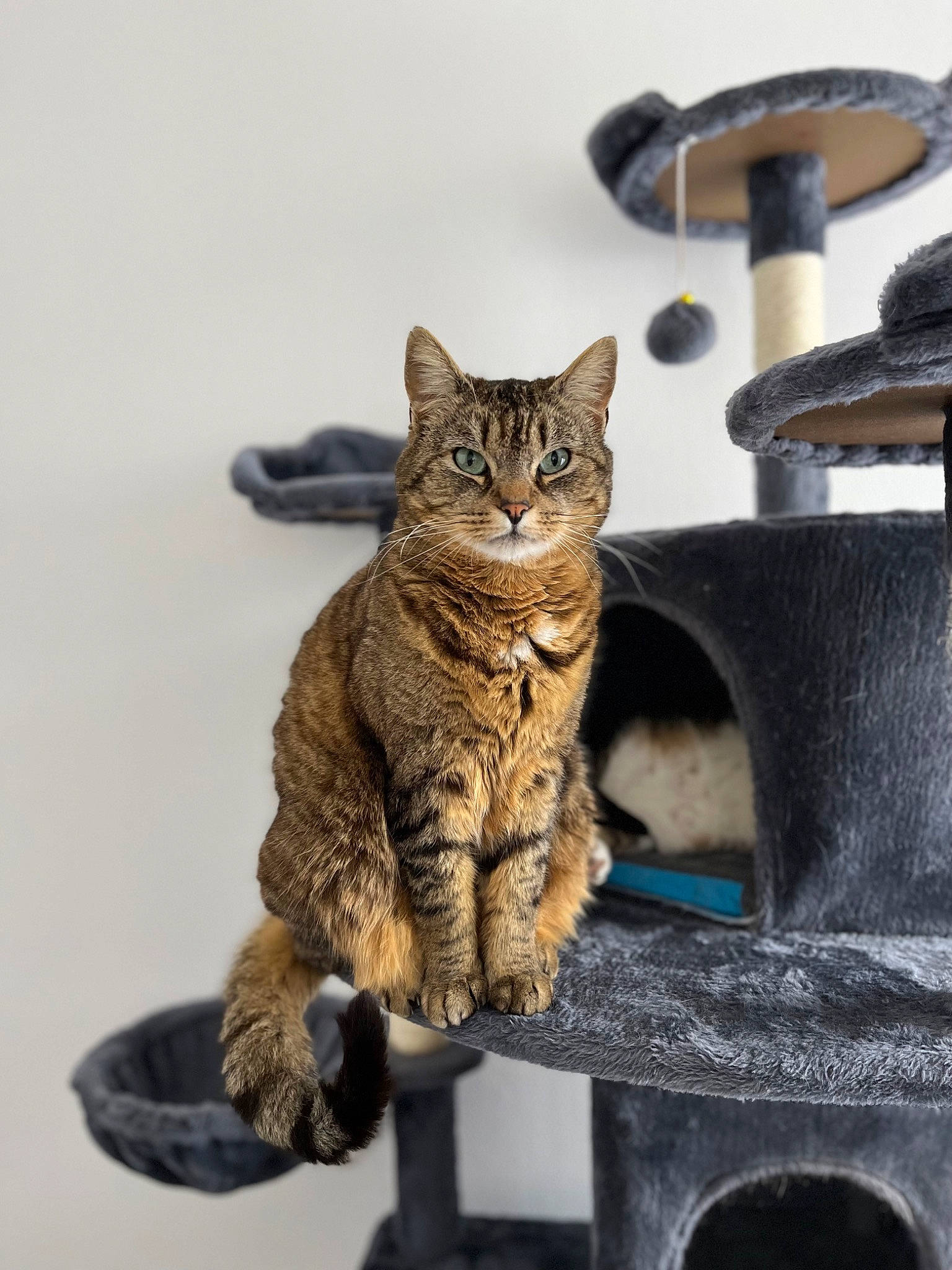 Bagheera a rejoint le concours — aidez-le/la à gagner de superbes lots ! art, carnivore, cat, cat_supply, claw, domestic_short_haired_cat, felidae, fur, gesture, paw, pet_supply, sitting, small_to_medium_sized_cats, snout, tail, terrestrial_animal, whiskers