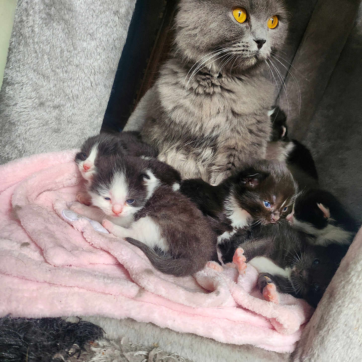 Sala is registered to the contest to win money with this photo: animal, blanket, cat, comfort, cozy, cuddle, cute, domestic, eyes, feline, fur, indoor, kitten, mother, nest, newborn, pet, resting, sleeping, soft