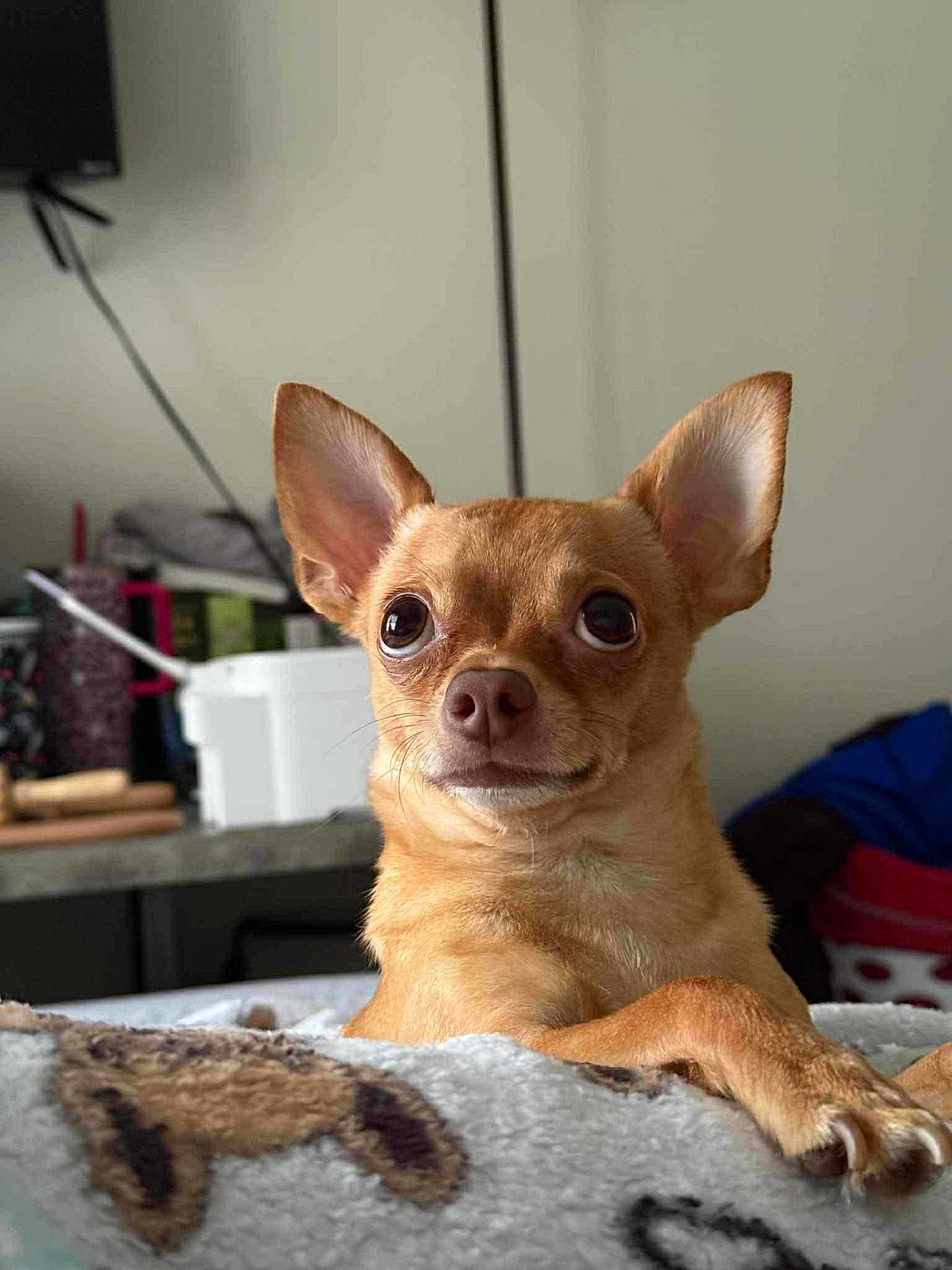 Chewy joined the competition — help win amazing prizes! dog, chihuahua, pet, small_dog, tan, blanket, paw, ears, indoor, resting, cozy, household, furniture, cute, animal, canine, portrait, expression, domestic, companion