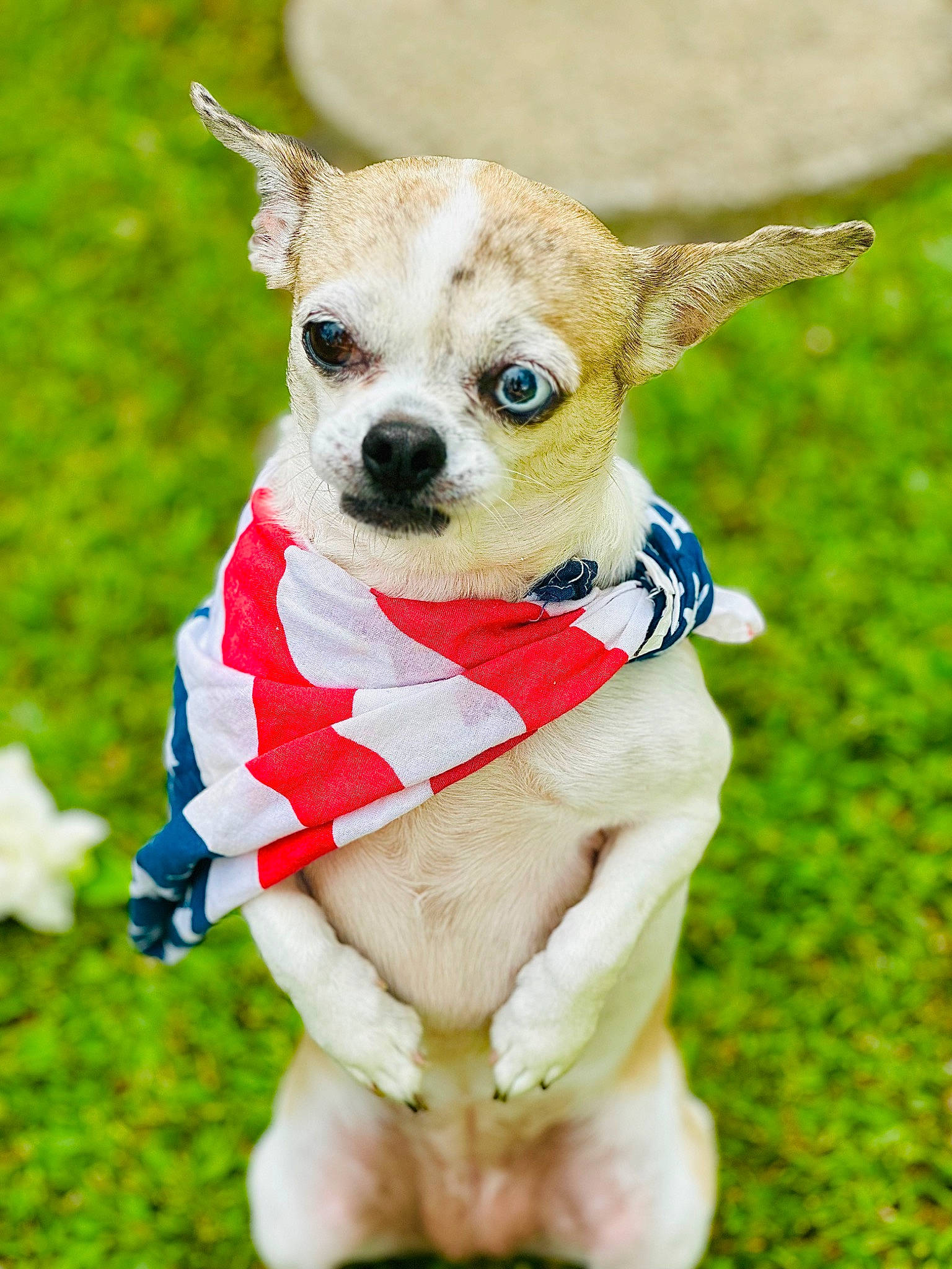 Novalee is registered to the contest to win money with this photo: canidae, carnivore, chihuahua, companion_dog, dog, dog_breed, dog_clothes, dog_supply, fawn, grass, pattern, plant, snout, sporting_group, sunglasses, tail, terrestrial_animal, toy, toy_dog, working_animal