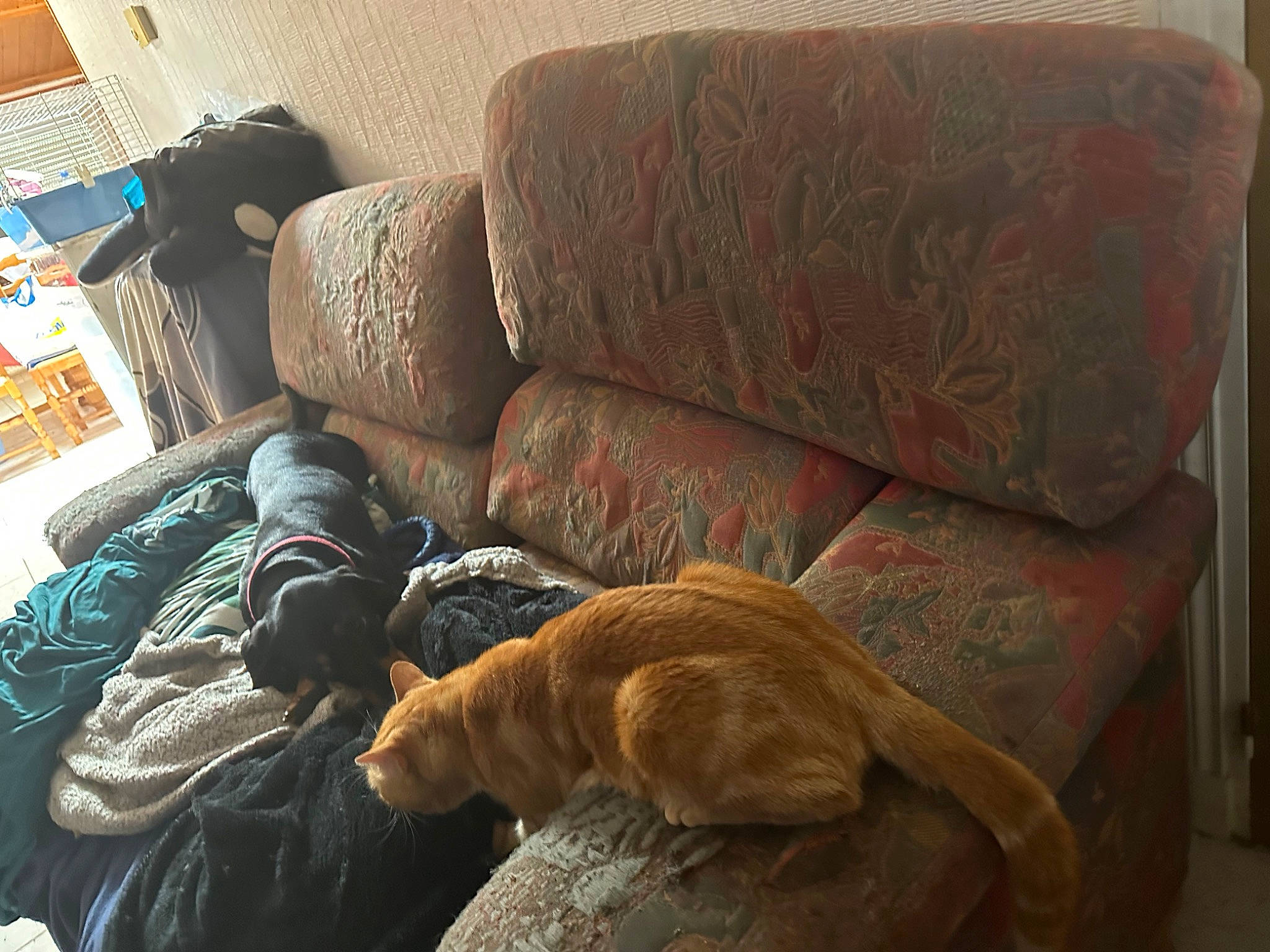 Nala a rejoint le concours — aidez-le/la à gagner de superbes lots ! armrest, bed_sheet, bedding, bedroom, comfort, couch, dog_breed, felidae, floor, flooring, fur, hardwood, house, linens, living_room, pillow, room, studio_couch, throw_pillow, wood