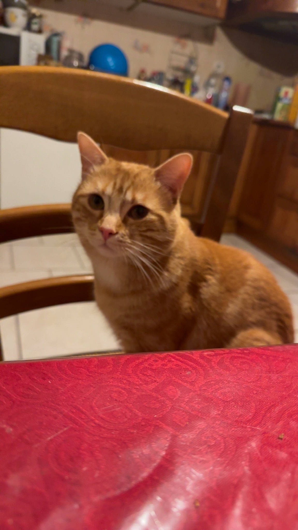 Nala a rejoint le concours — aidez-le/la à gagner de superbes lots ! box, carnivore, cat, chair, comfort, domestic_short_haired_cat, fawn, felidae, fur, room, sitting, small_to_medium_sized_cats, snout, whiskers, window, wood