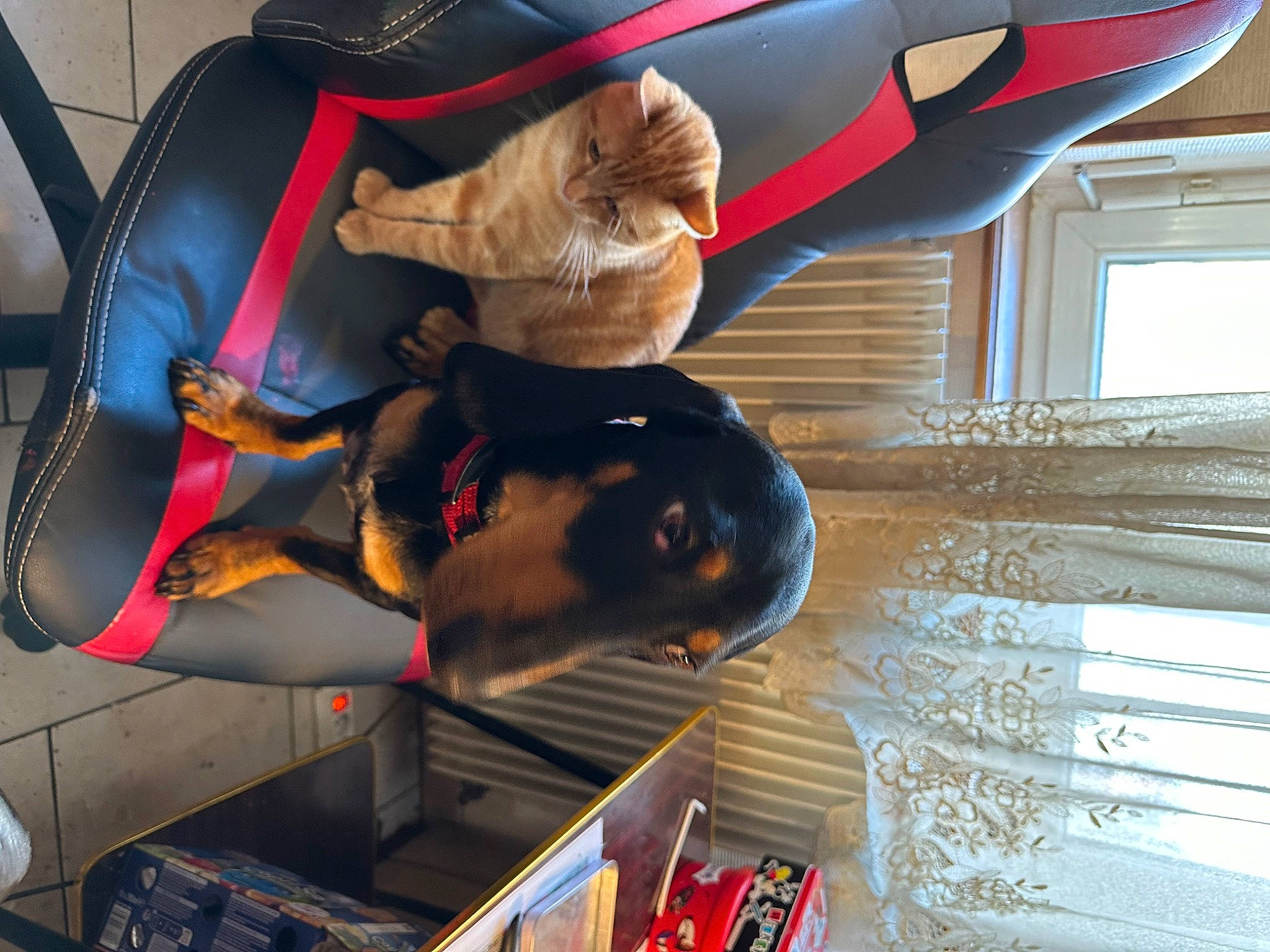 Nala participe au concours pour gagner de l'argent avec cette photo : carmine, fictional_character, fun, gesture, hat, machine, personal_protective_equipment, room, window, wood