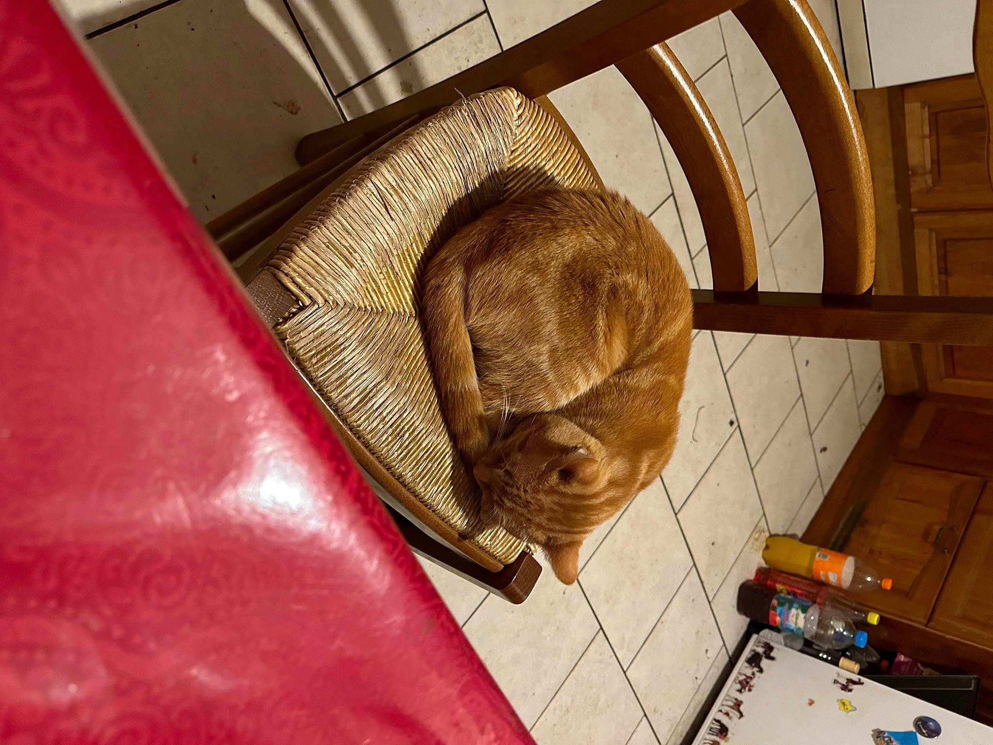 Nala a rejoint le concours — aidez-le/la à gagner de superbes lots ! arch, canidae, carnivore, cat, cat_supply, ceiling, comfort, domestic_short_haired_cat, fawn, felidae, flooring, fur, hardwood, room, small_to_medium_sized_cats, sporting_group, tail, vertebrate, whiskers, wood