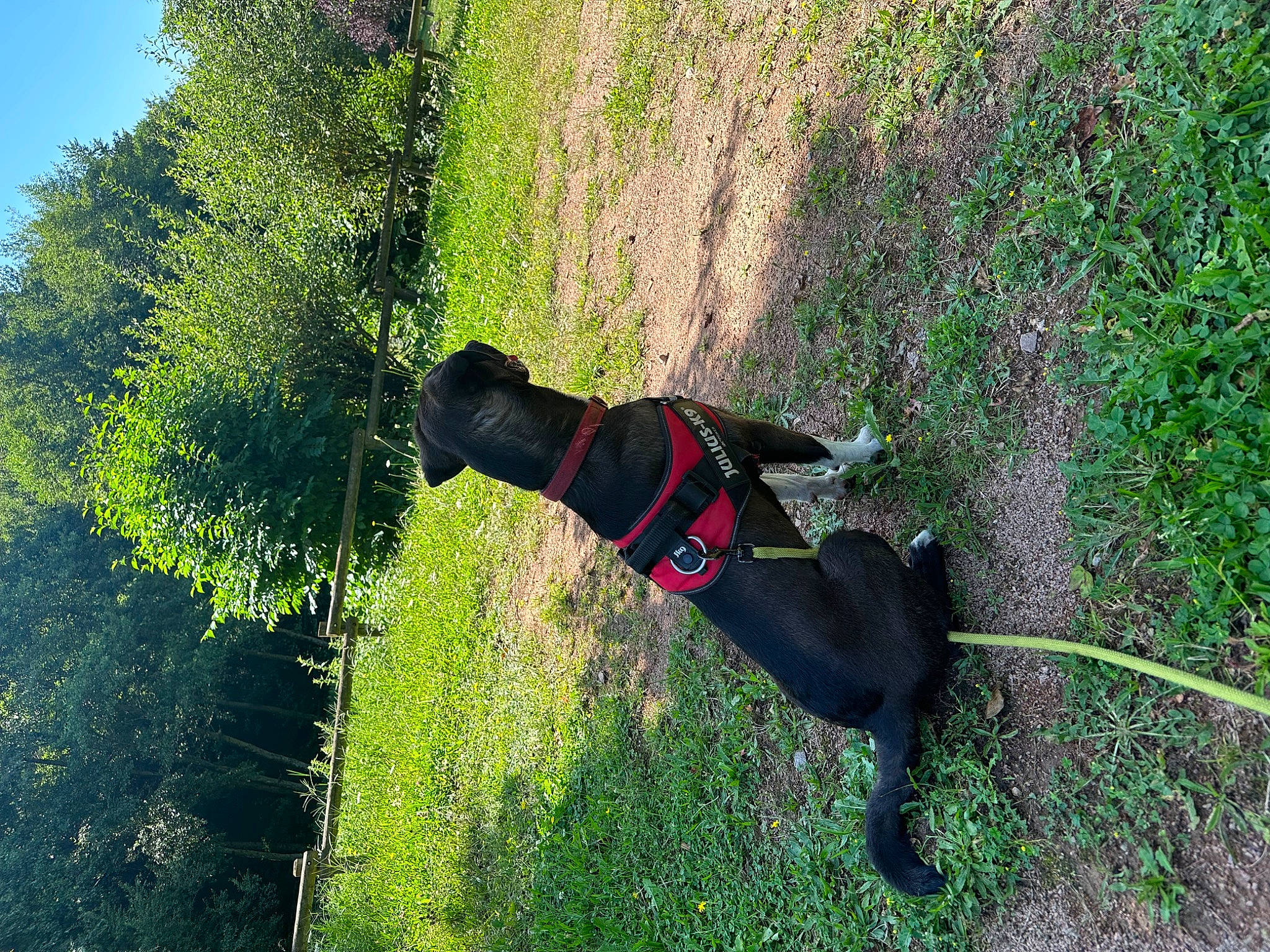 Taïko participe au concours pour gagner de l'argent avec cette photo : active_pants, adventure, carnivore, collar, dog, dog_breed, dog_supply, grass, grass_family, leash, leisure, people_in_nature, pet_supply, plant, recreation, shadow, shrub, sky, tail, tree