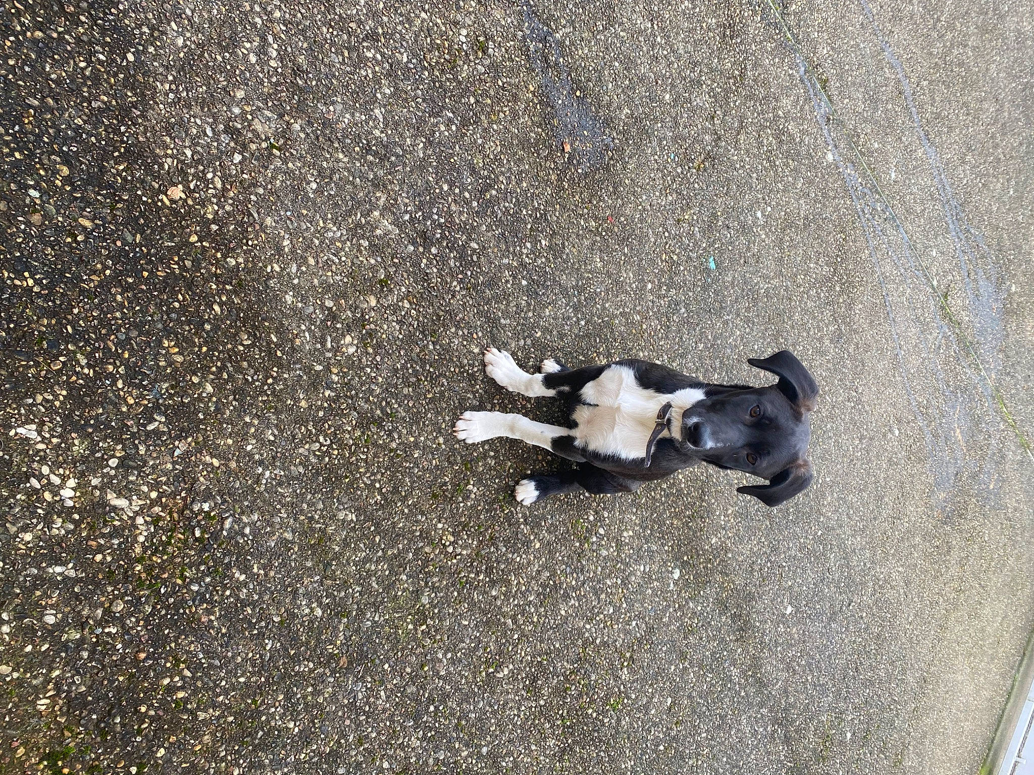 Taïko a rejoint le concours — aidez-le/la à gagner de superbes lots ! asphalt, canidae, carnivore, comfort, companion_dog, concrete, dog, dog_breed, grass, paw, road, road_surface, sand, shadow, sidewalk, soil, sporting_group, tar