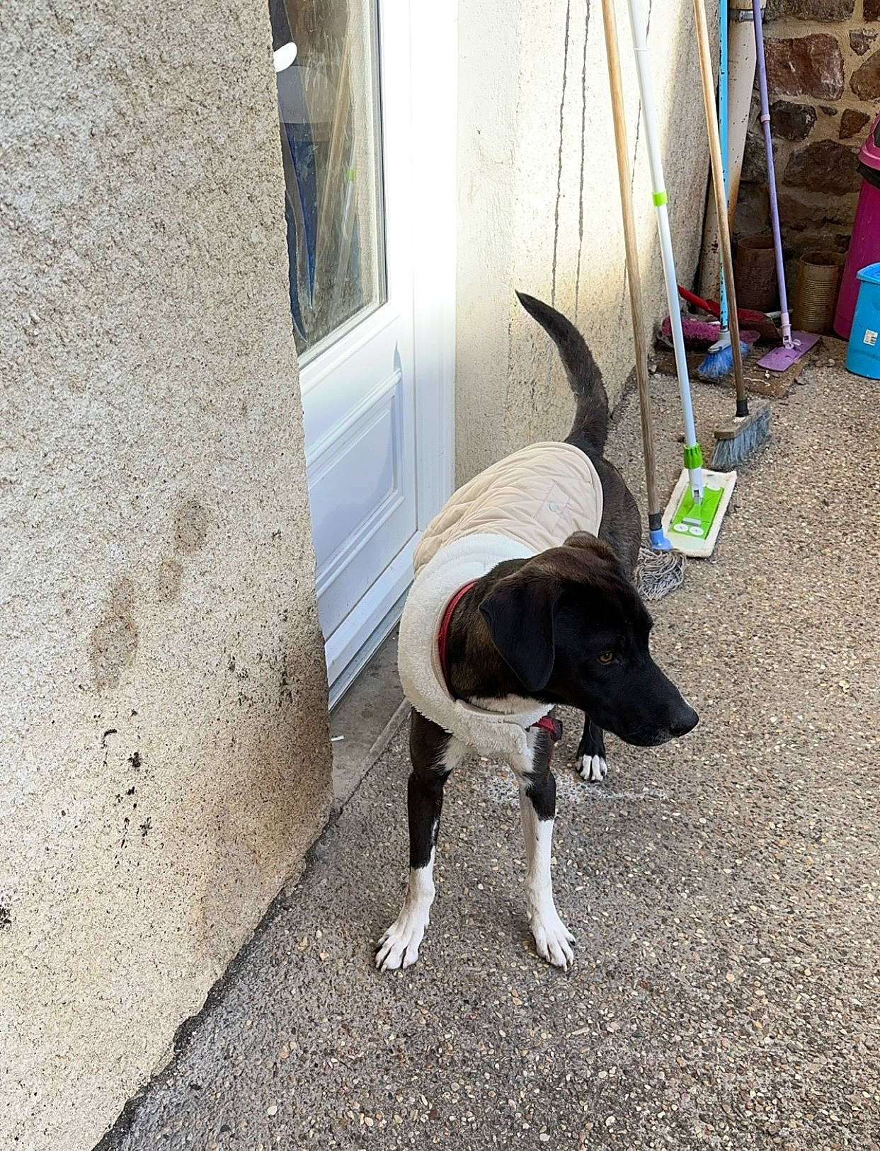 Taïko a rejoint le concours — aidez-le/la à gagner de superbes lots ! canidae, carnivore, collar, companion_dog, concrete, dog, dog_breed, dog_collar, dog_supply, door, fawn, flooring, leash, mammal, pet_supply, road_surface, snout, tail, wood, working_animal