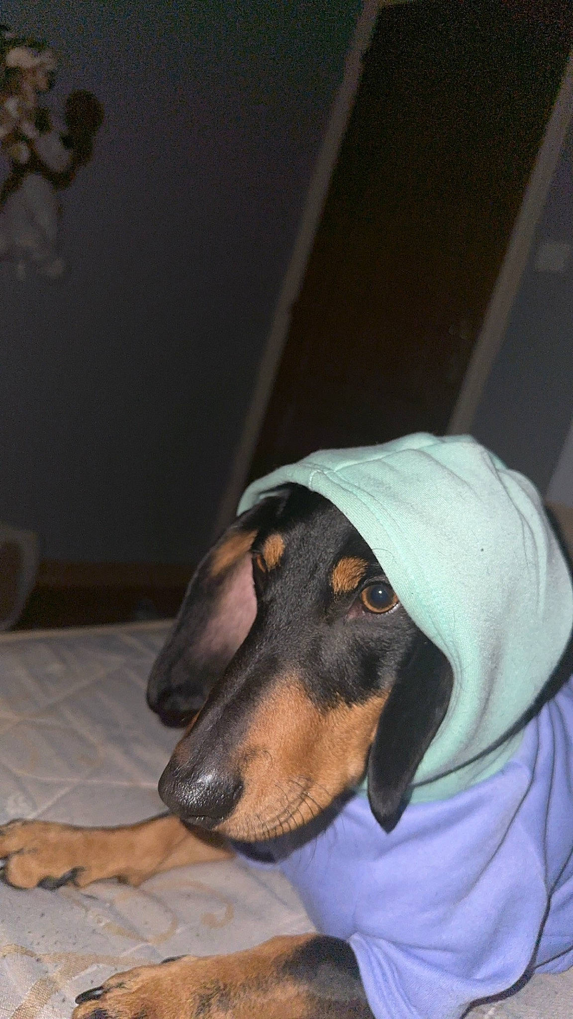 Rocky participe au concours pour gagner de l'argent avec cette photo : canidae, carnivore, comfort, companion_dog, dog, dog_breed, dog_supply, guard_dog, pinscher, scent_hound, sporting_group, toy_dog, whiskers, working_animal, working_dog