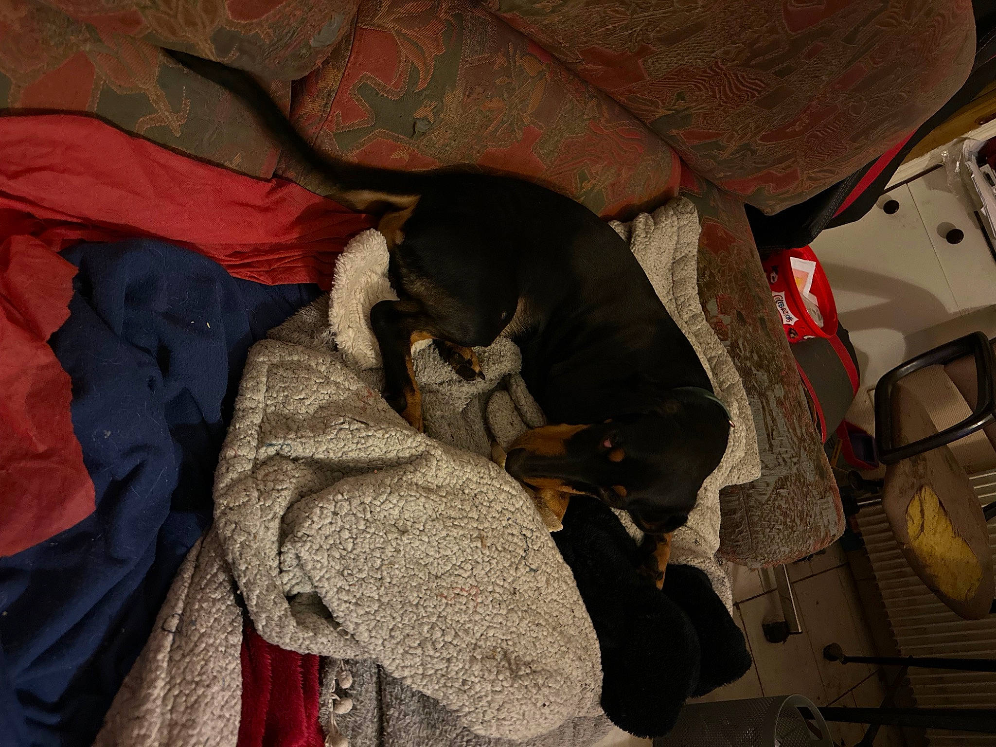 Rocky participe au concours pour gagner de l'argent avec cette photo : auto_part, automotive_lighting, bag, brown, carmine, carnivore, comfort, companion_dog, dog, dog_breed, grey, linens, pet_supply, sporting_group, tints_and_shades, trunk, vehicle_door, working_animal