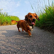 Freddie is registered to the contest to win money with this photo: dog, dachshund, brown_dog, happy, tongue_out, walking, path, grass, wildflowers, outdoor, sunny, nature, blue_sky, animal, pet, canine, small_dog, collar, daylight, joyful