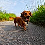 dog, dachshund, brown_dog, happy, tongue_out, walking, path, grass, wildflowers, outdoor, sunny, nature, blue_sky, animal, pet, canine, small_dog, collar, daylight, joyful