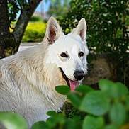 Tokyo a rejoint le concours — aidez-le/la à gagner de superbes lots ! dog, white_dog, outdoor, nature, greenery, tree, leaves, panting, fur, pet, animal, canine, happy, sunlight, garden, closeup, portrait, tongue, mammal, summer