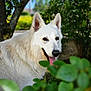 dog, white_dog, outdoor, nature, greenery, tree, leaves, panting, fur, pet, animal, canine, happy, sunlight, garden, closeup, portrait, tongue, mammal, summer