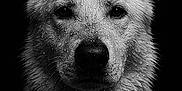 Tokyo participe au concours pour gagner de l'argent avec cette photo : dog, wet, portrait, black_and_white, water_droplets, animal, closeup, fur, ears, snout, canine, intense_gaze, studio, monochrome, texture, headshot, pet, muzzle, outdoor, expression