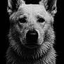 dog, wet, portrait, black_and_white, water_droplets, animal, closeup, fur, ears, snout, canine, intense_gaze, studio, monochrome, texture, headshot, pet, muzzle, outdoor, expression