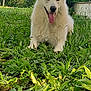dog, white_dog, grass, outdoor, pet, animal, tongue_out, happy, nature, greenery, canine, fur, ears, daylight, playful, garden, smiling, mammal, lying_down, summer