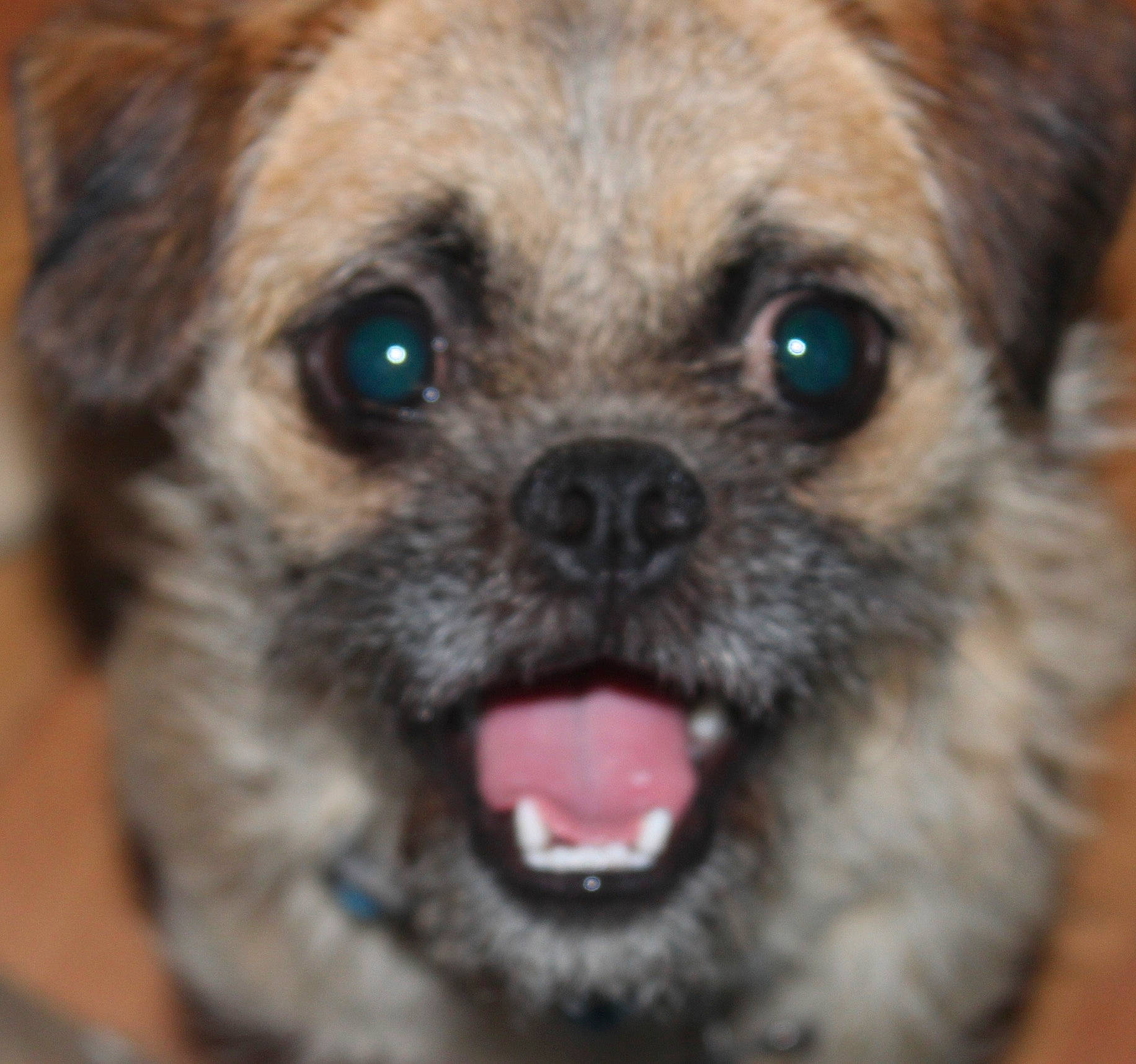 Gyzmo joined the competition — help win amazing prizes! border_terrier, canidae, carnivore, companion_dog, dog, dog_breed, eye, lhasa_apso, mammal, morkie, nose, puppy, shih_tzu, snout, sporting_group, tibetan_spaniel, tongue, toy_dog, vertebrate, whiskers