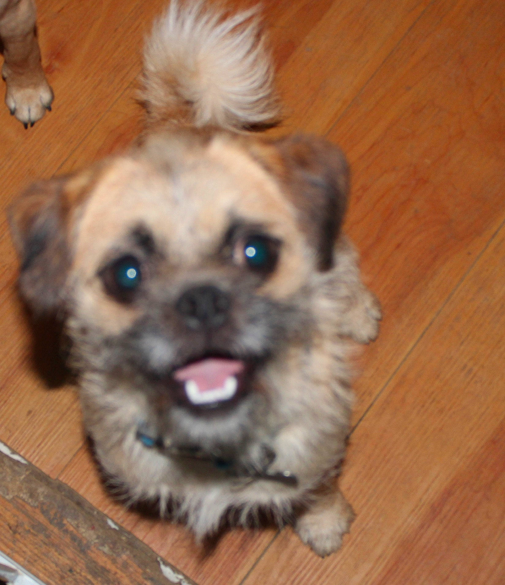 Gyzmo is registered to the contest to win money with this photo: bolonka, canidae, carnivore, chinese_imperial_dog, companion_dog, dog, dog_breed, lhasa_apso, maltepoo, mammal, morkie, nose, pekapoo, poodle_crossbreed, puppy, schnoodle, shih_poo, shih_tzu, snout, vertebrate