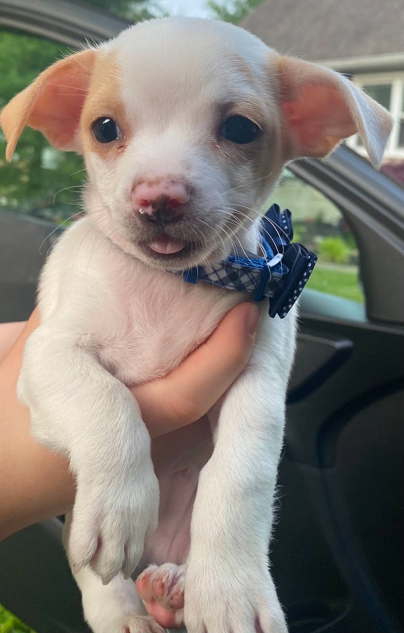 Kong is registered to the contest to win money with this photo: canidae, carnivore, companion_dog, corgi_chihuahua, dog, dog_breed, fawn, hood, non_sporting_group, photography, puppy, sporting_group, terrestrial_animal, toy_dog, vehicle, whiskers, window, windscreen_wiper, windshield, working_animal