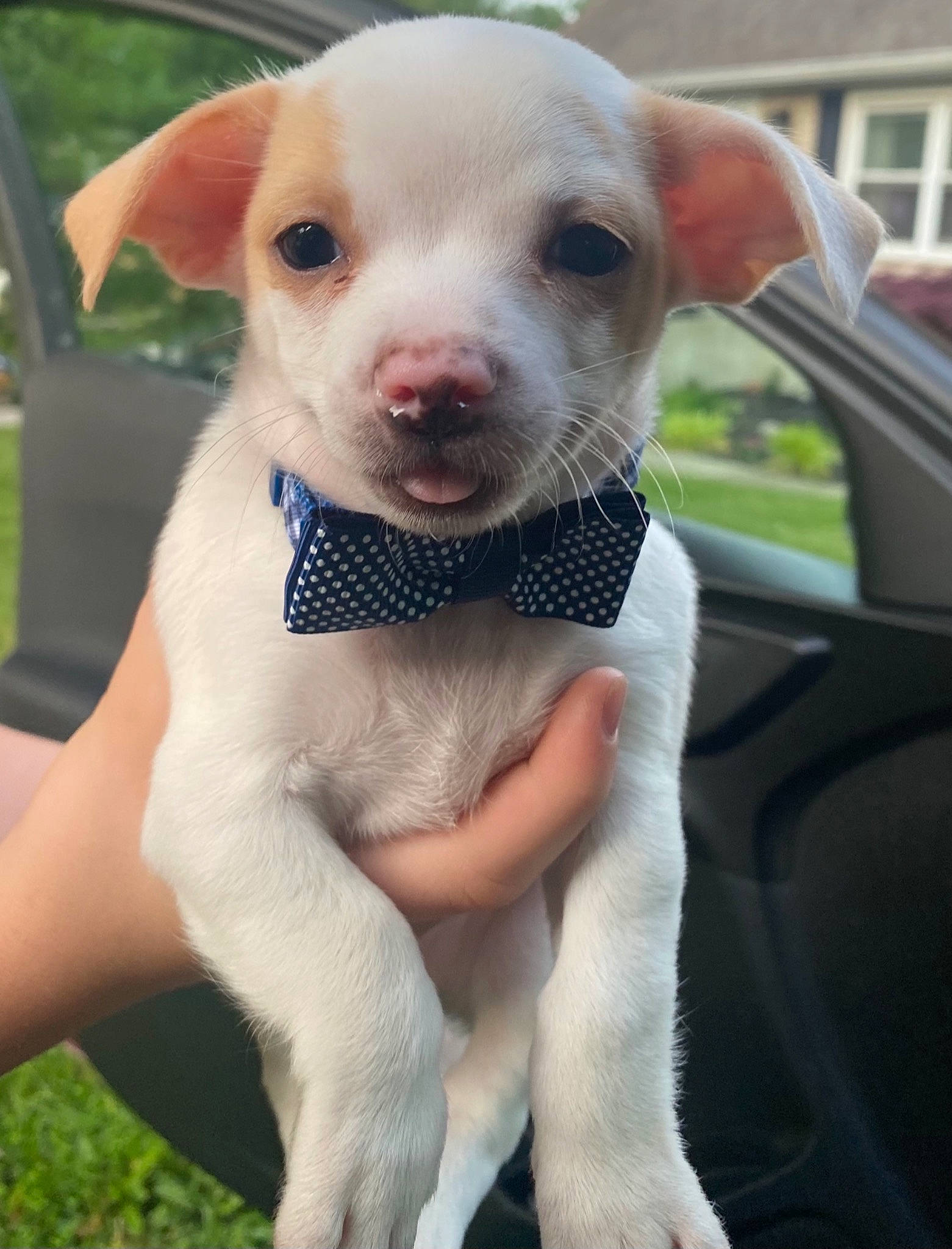 Kong joined the competition — help win amazing prizes! auto_part, automotive_mirror, building, canidae, carnivore, collar, companion_dog, dog, dog_breed, fawn, grass, hood, snout, sporting_group, vehicle, vehicle_door, whiskers, window, windscreen_wiper, windshield