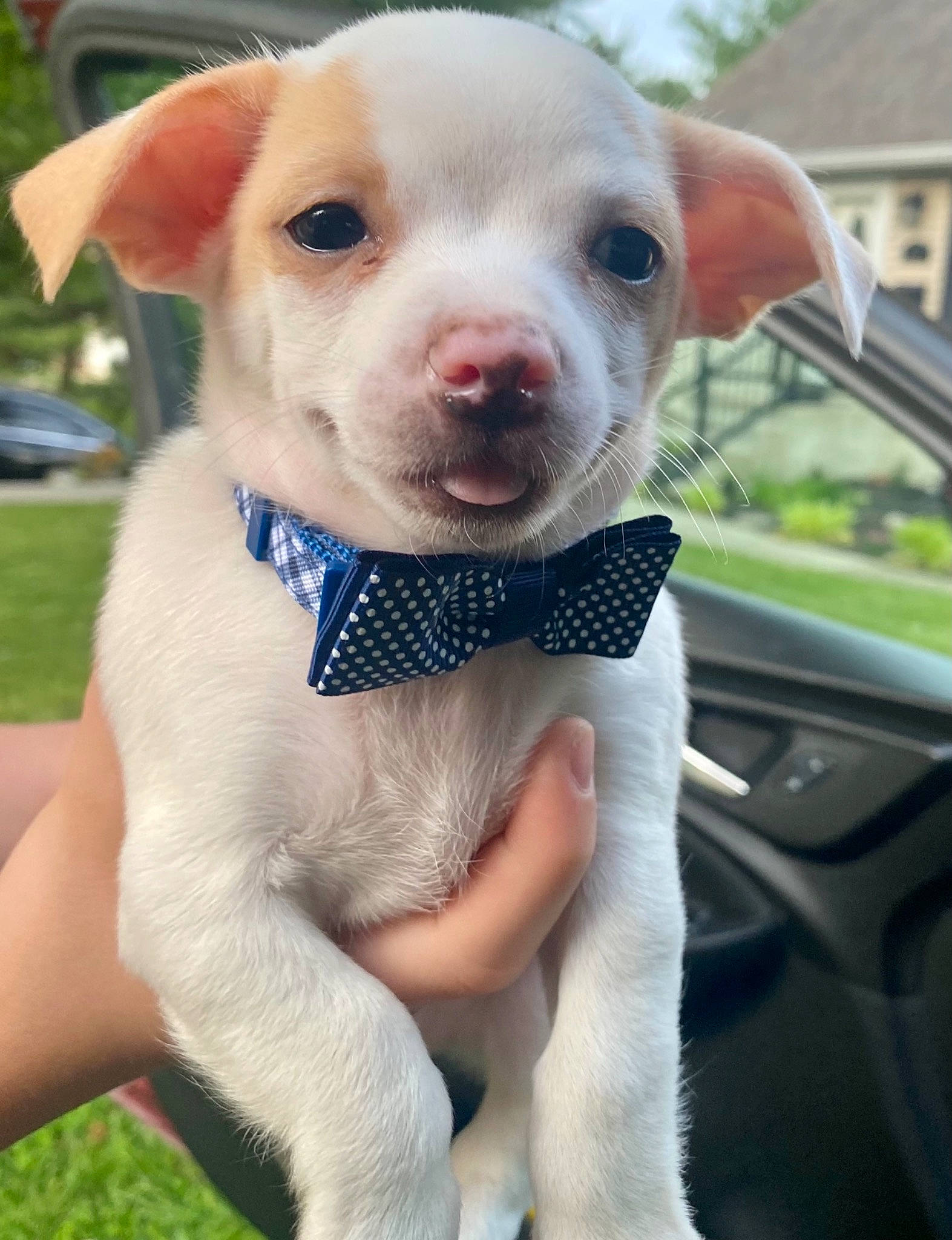 Kong joined the competition — help win amazing prizes! auto_part, automotive_mirror, car, carnivore, collar, companion_dog, dog, dog_breed, dog_collar, fawn, grass, plant, snout, sporting_group, vehicle, vehicle_door, whiskers, window, windshield, working_animal