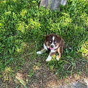 Aston a rejoint le concours — aidez-le/la à gagner de superbes lots ! animal, canine, dog, fur, grass, greenery, ground, happy, nature, outdoor, park, pet, playful, puppy, smiling, summer, sunlight, tongue_out, tree_trunk, young_dog